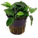 Anubias barteri var. nana Petite - Topf