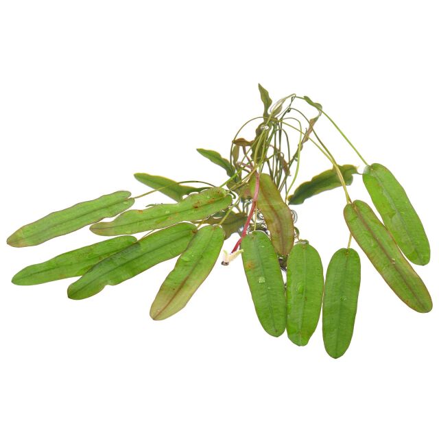 Aponogeton robinsonii "Laos"