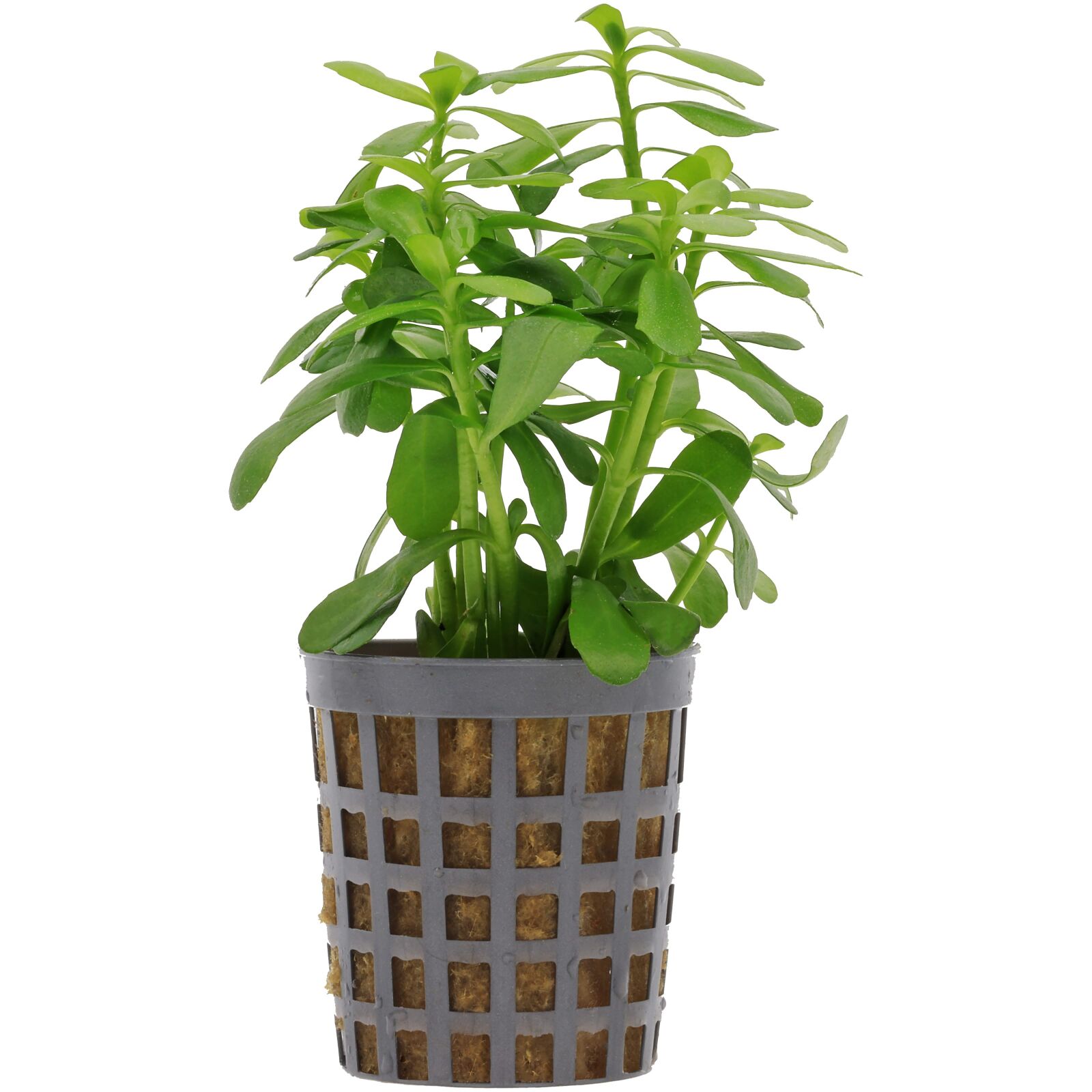 Bacopa monnieri 'Compact'