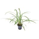 Ophiopogon jaburan Vittatus