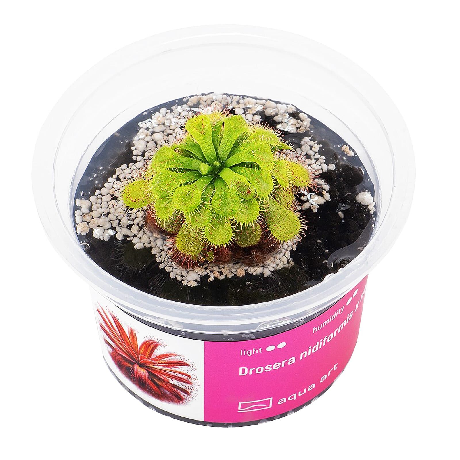 Drosera nidiformis x natalensis