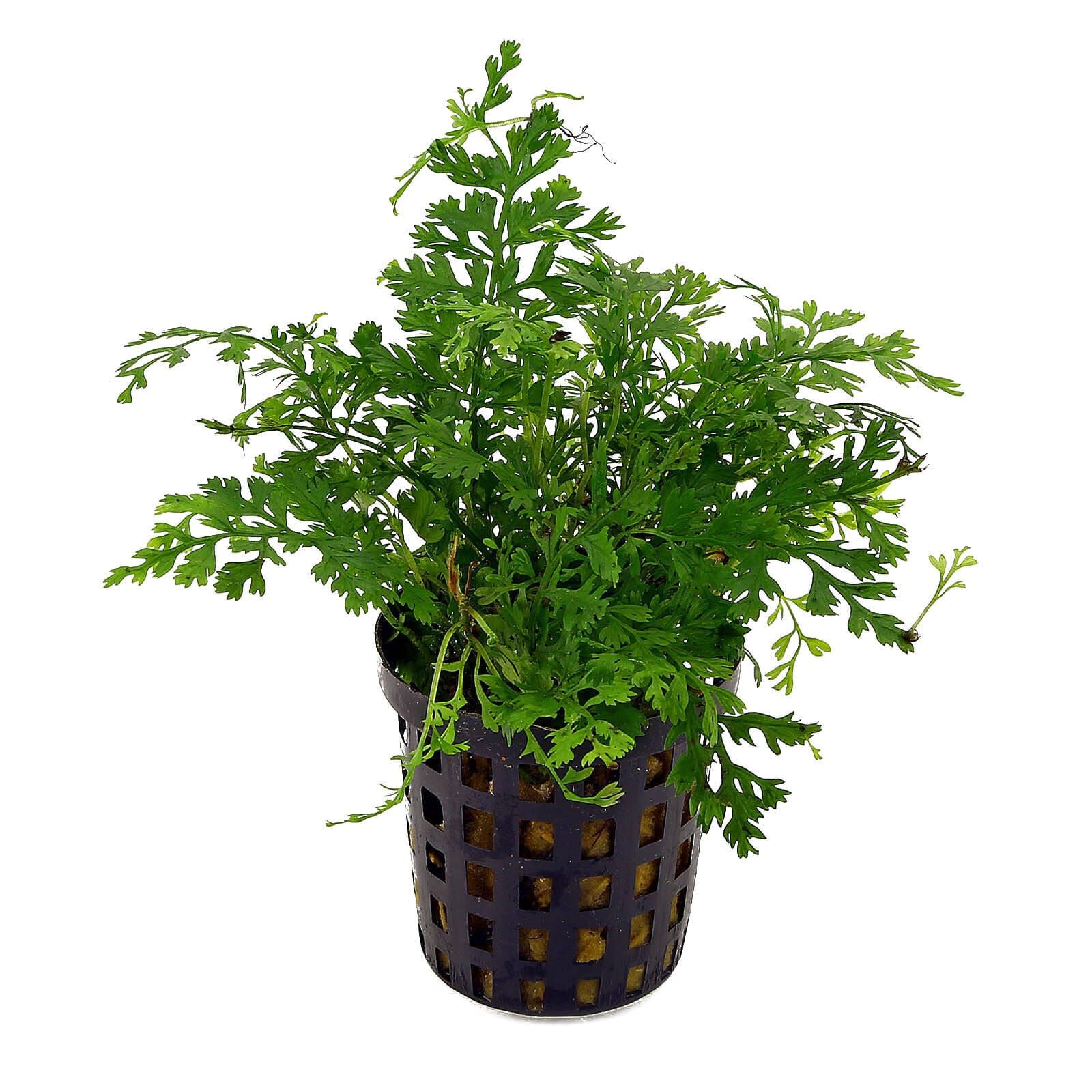 Bolbitis heteroclita "difformis"