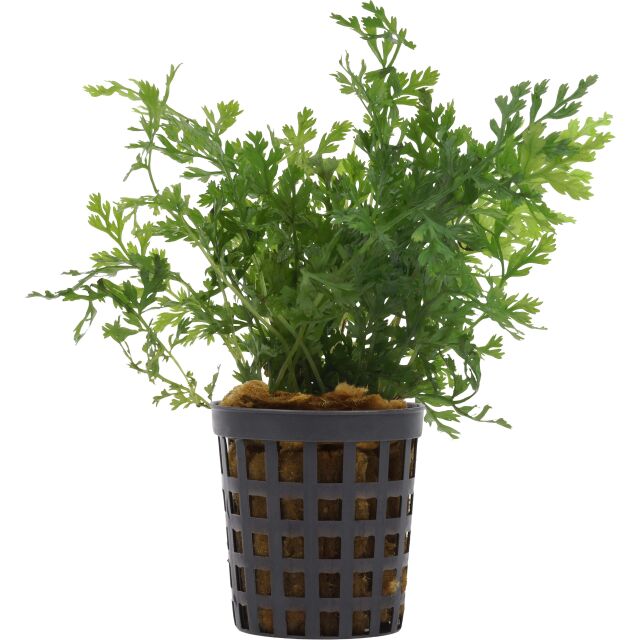Bolbitis heteroclita "difformis"