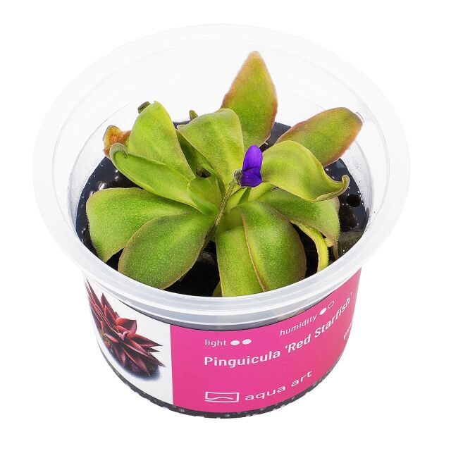 Pinguicula 'Red Starfish'
