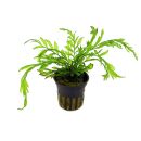 Bolbitis heudelotii - Topf