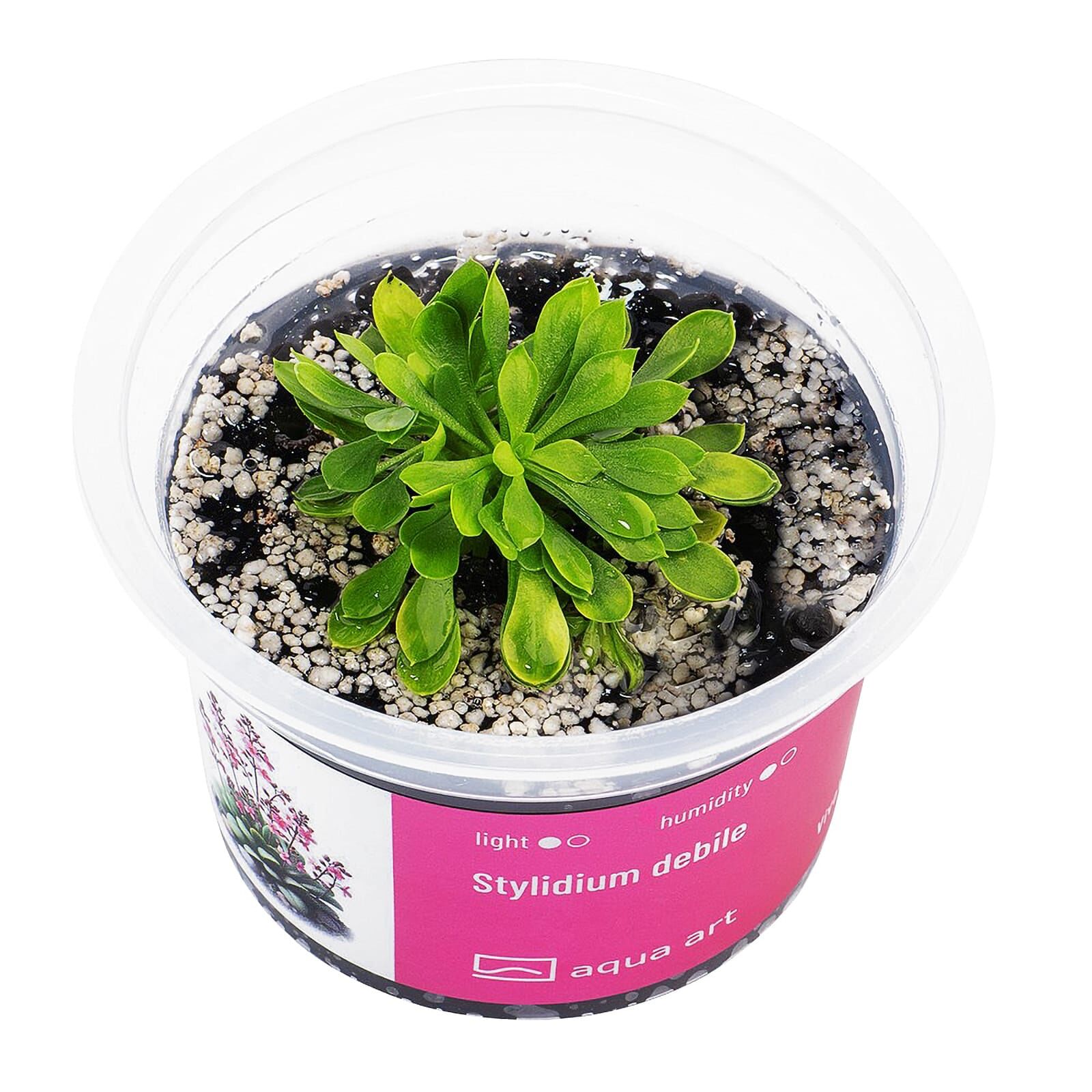 Stylidium debile