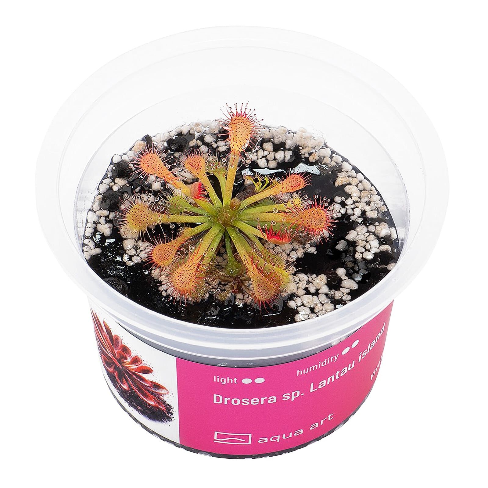 Drosera spatulata