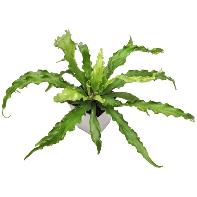 Asplenium antiquum
