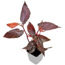 Begonia Benigo Pink