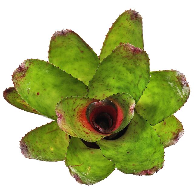 Neoregelia 'Antigone'