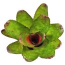 Neoregelia Antigone