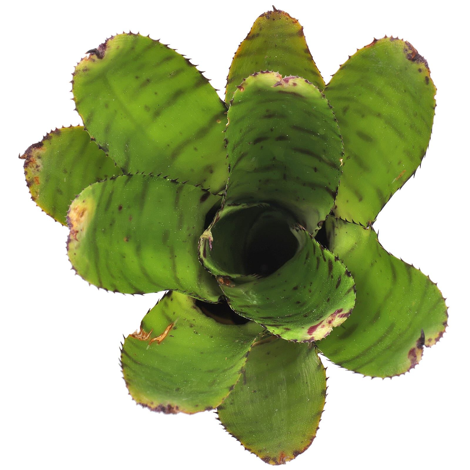Neoregelia 'Eteria'