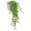 Kalanchoe manginii - Topf L