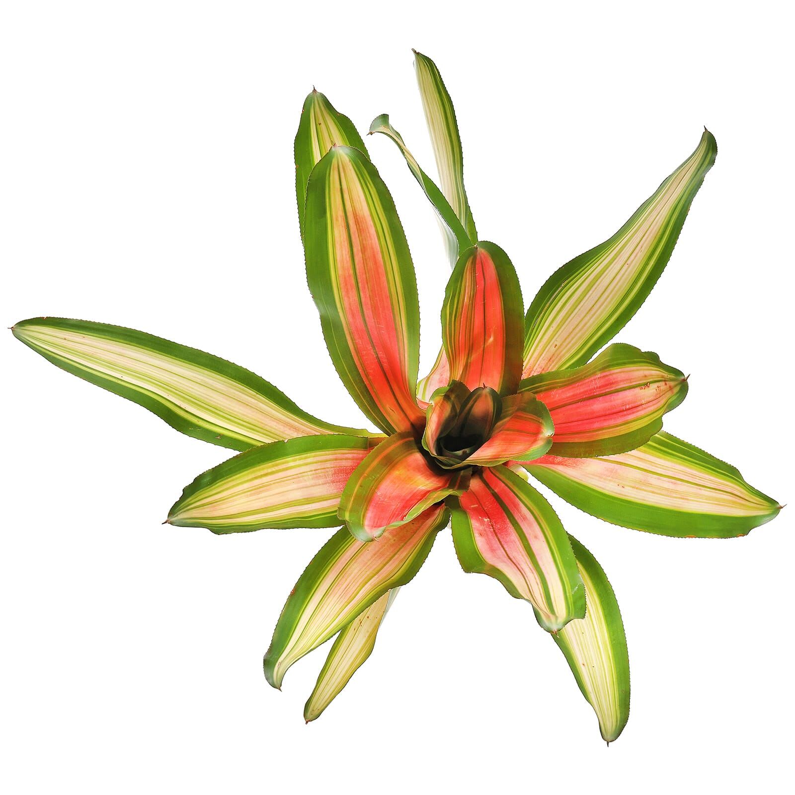 Neoregelia 'Caroline Tricolor'