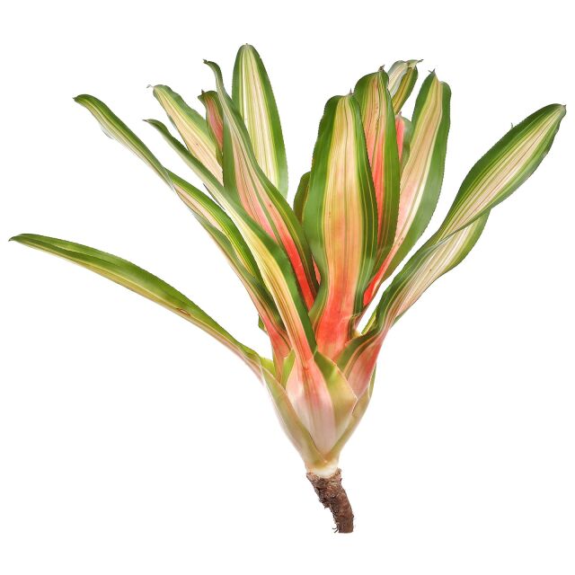 Neoregelia 'Caroline Tricolor'