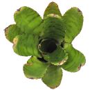 Neoregelia Eteria - Einzelpflanze