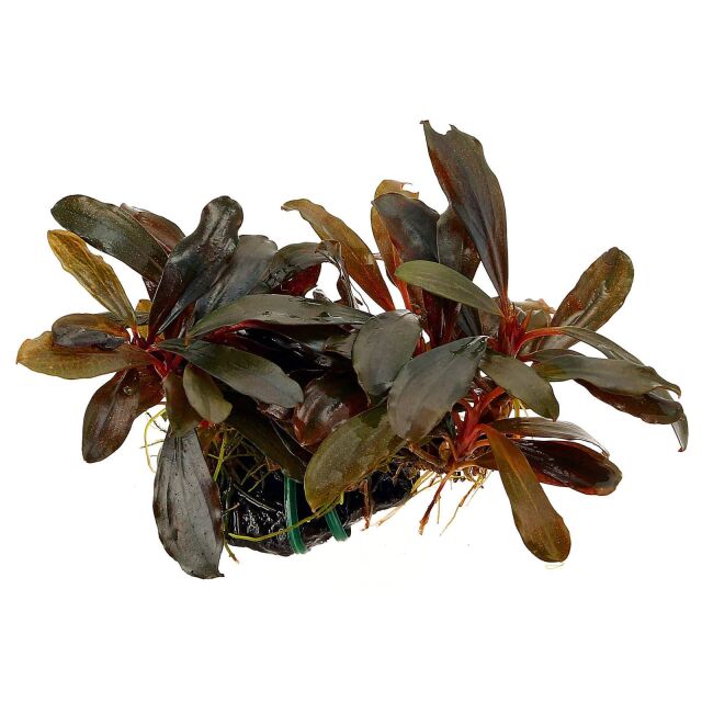 Bucephalandra sp. "Braun-rot / Serimbu"