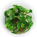 Cryptocoryne x willisii Pygmi