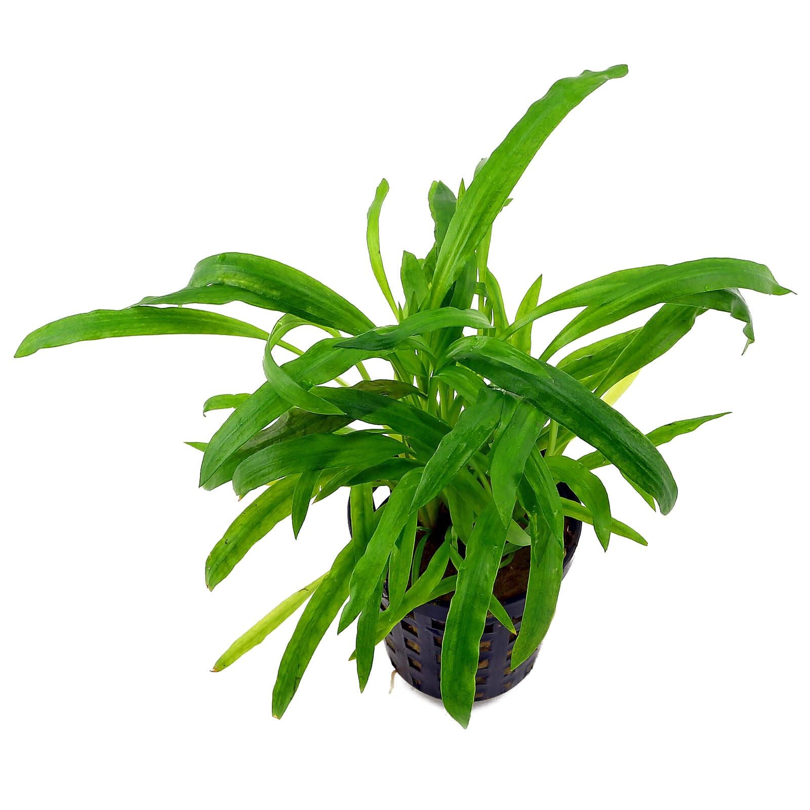 Cryptocoryne albida (&quot;costata&quot;)