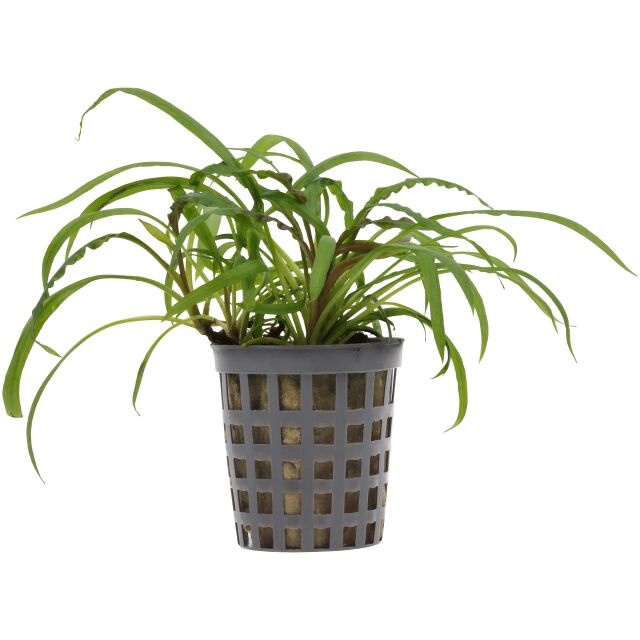 Cryptocoryne albida ("costata")