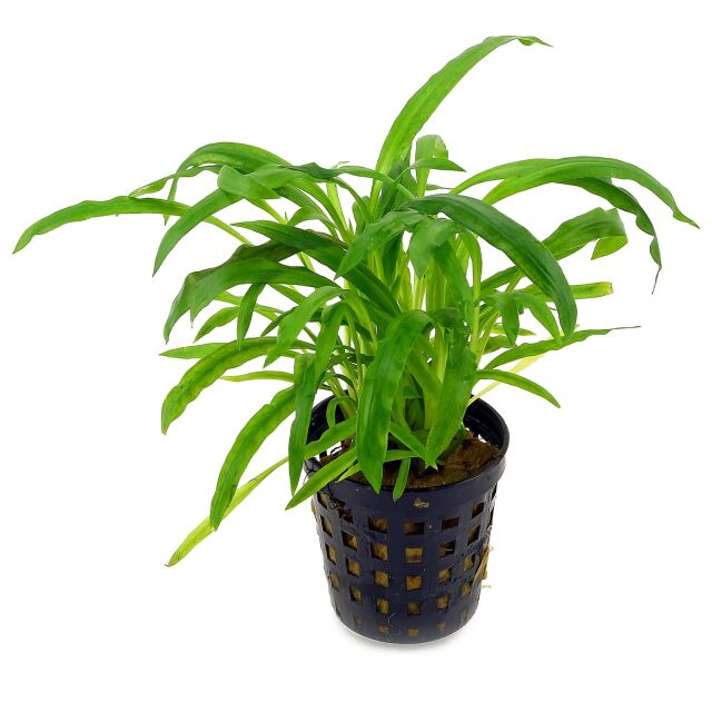 Cryptocoryne albida ("costata")