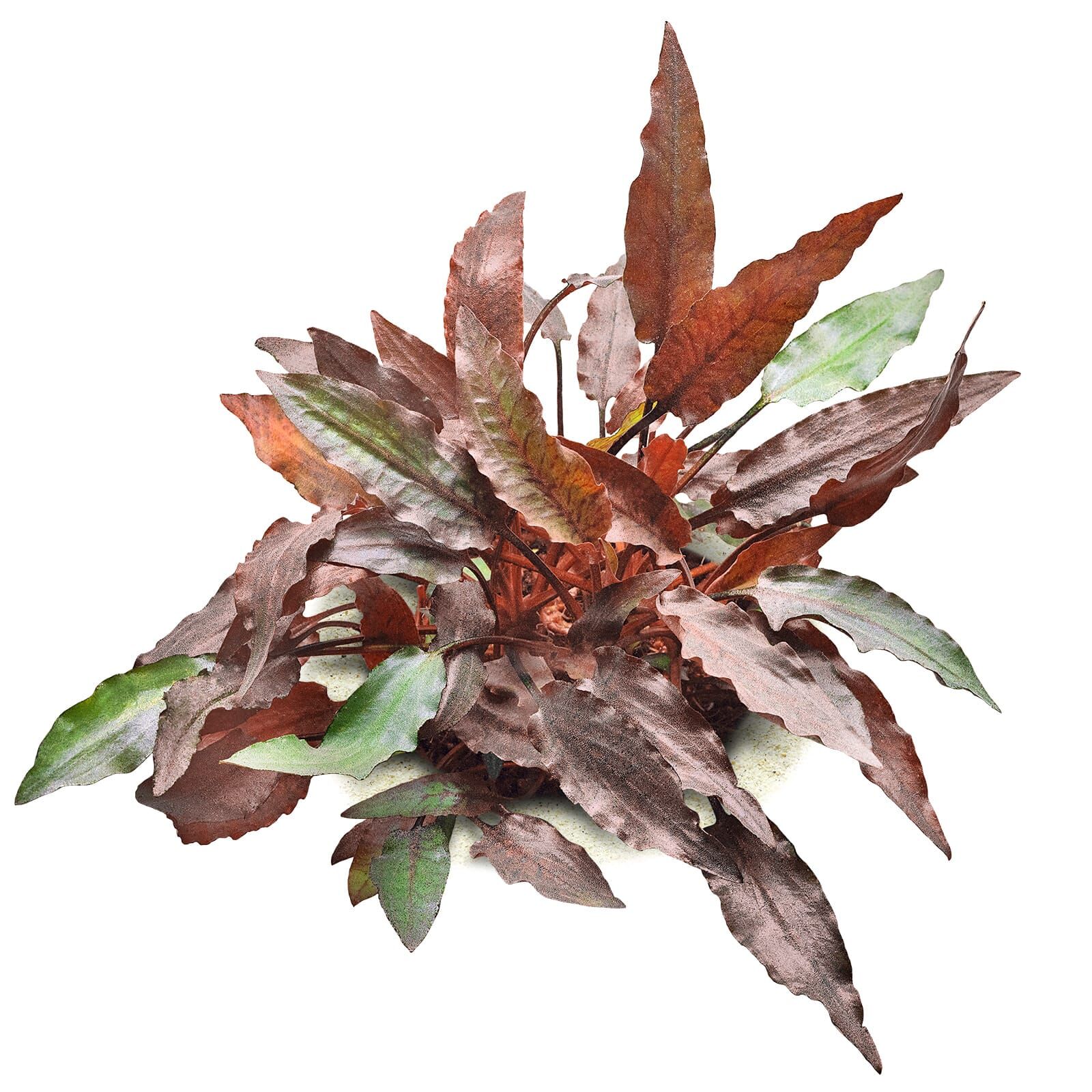 Cryptocoryne beckettii