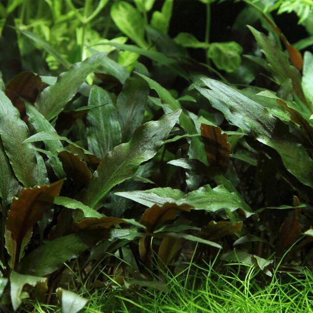 Cryptocoryne beckettii &quot;Petchii&quot;