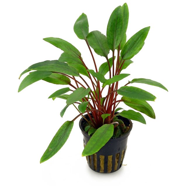 Cryptocoryne beckettii "Petchii" - Topf