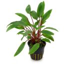 Cryptocoryne beckettii 