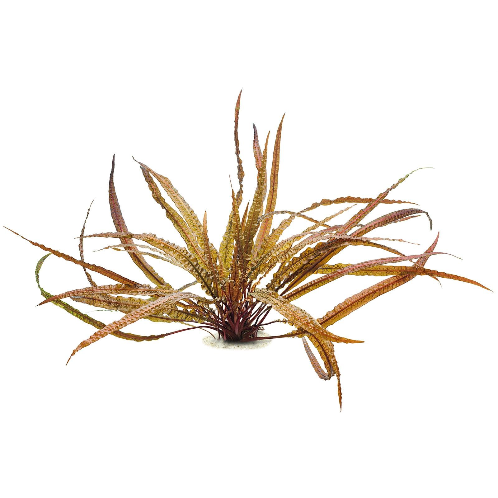 Cryptocoryne crispatula var. balansae