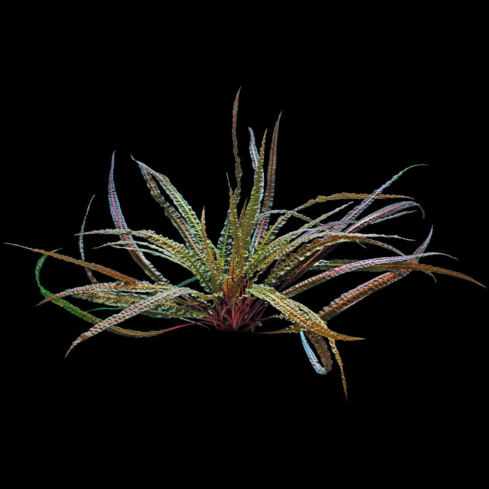Cryptocoryne crispatula var. balansae