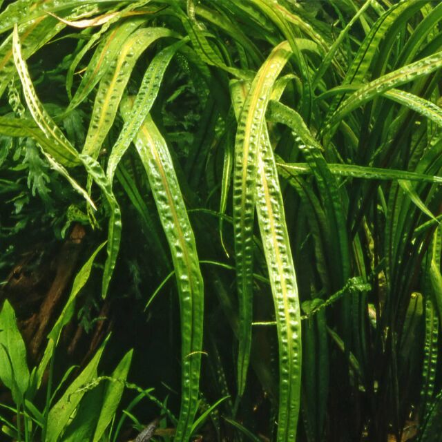 Cryptocoryne crispatula var. balansae