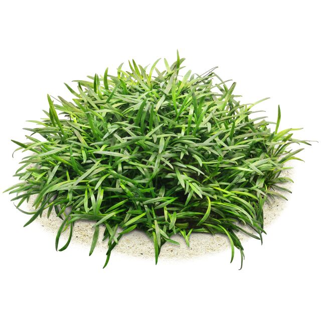 Cryptocoryne parva