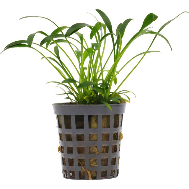 Cryptocoryne parva