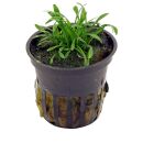 Cryptocoryne parva - Topf