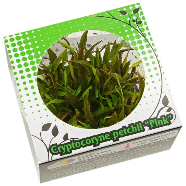 Cryptocoryne beckettii "Petchii Pink"