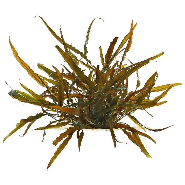 Cryptocoryne undulata (&quot;axelrodii&quot;)