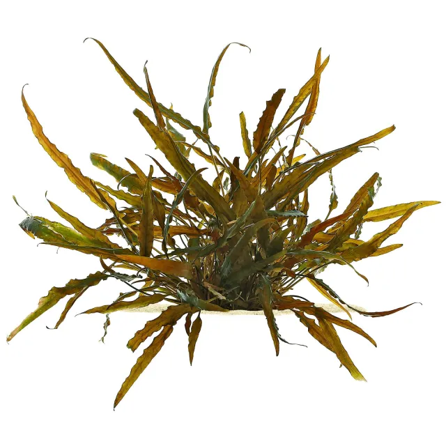 Cryptocoryne undulata ("axelrodii")