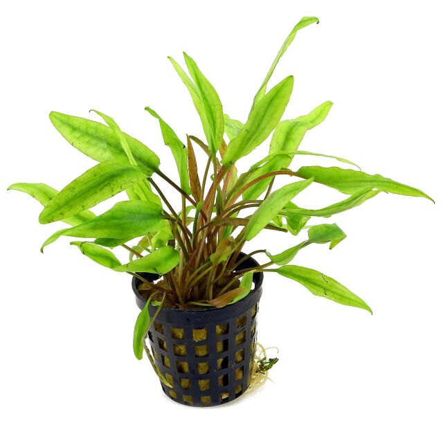 Cryptocoryne undulata (&quot;axelrodii&quot;) - Topf