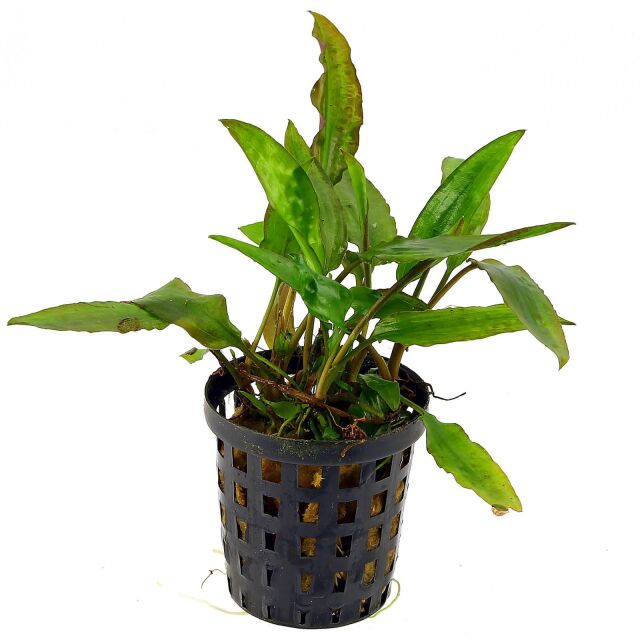 Cryptocoryne usteriana - Topf