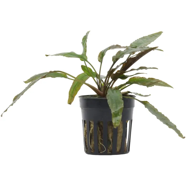 cryptocoryne-usteriana.webp