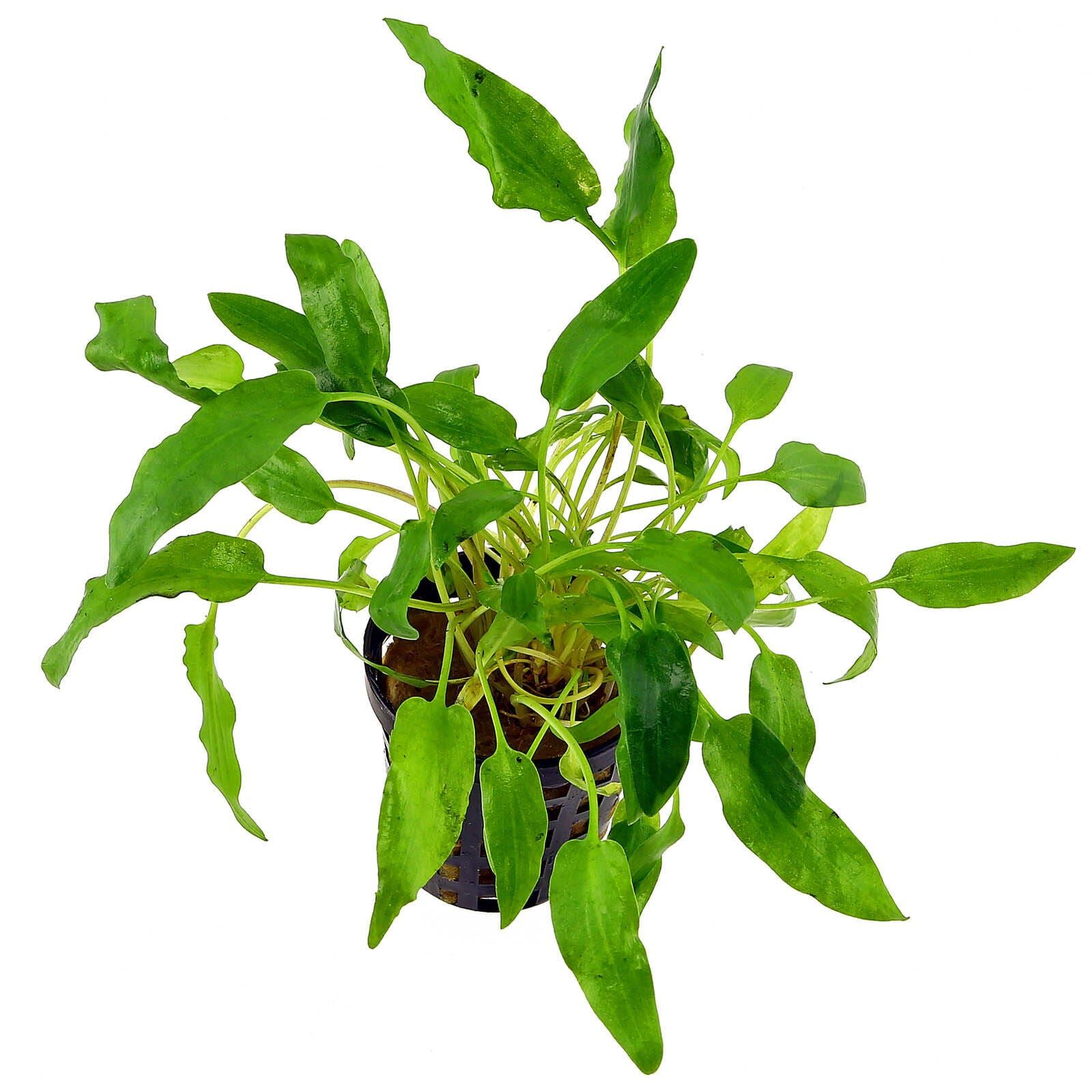 Cryptocoryne walkeri