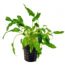 Cryptocoryne walkeri - Topf