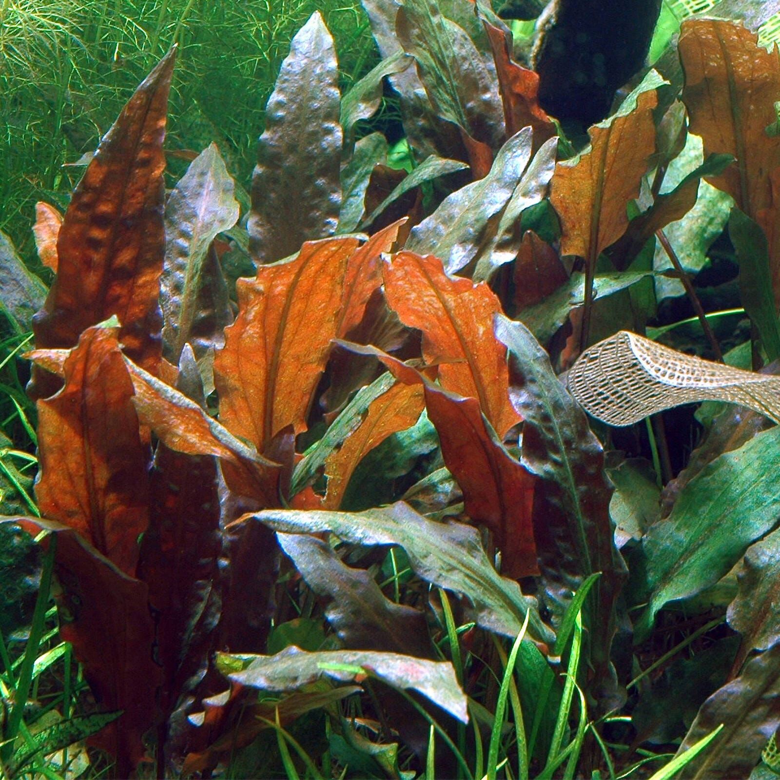 Cryptocoryne wendtii 'Mi Oya'