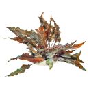 Cryptocoryne wendtii Mi Oya