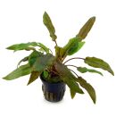 Cryptocoryne wendtii Mi Oya - Topf
