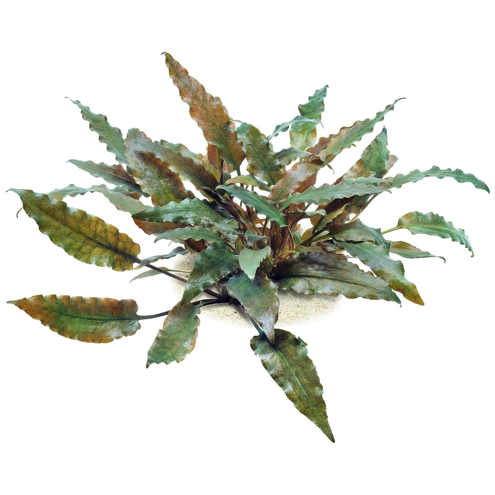 Cryptocoryne wendtii &quot;braun&quot;