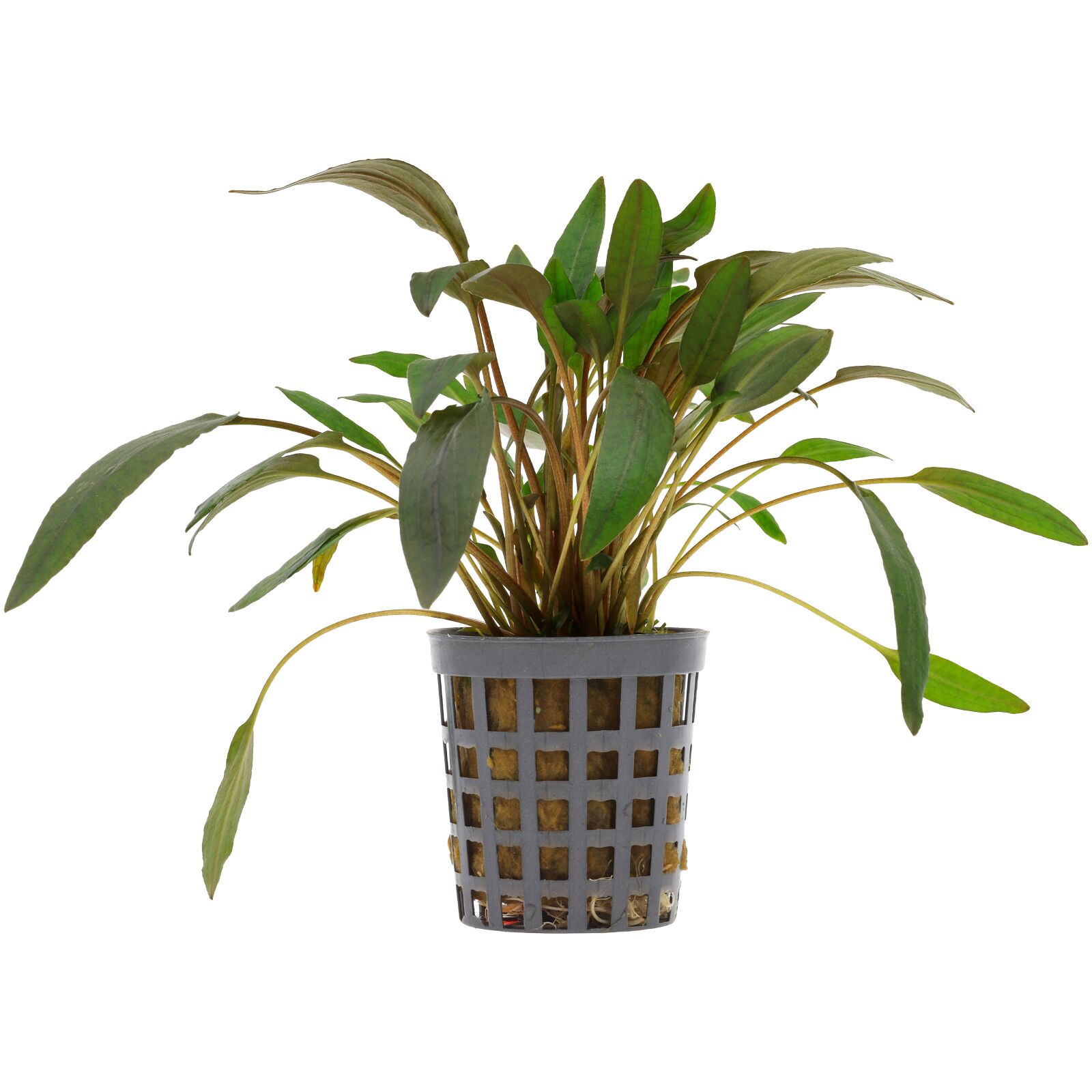 Cryptocoryne wendtii "brown"