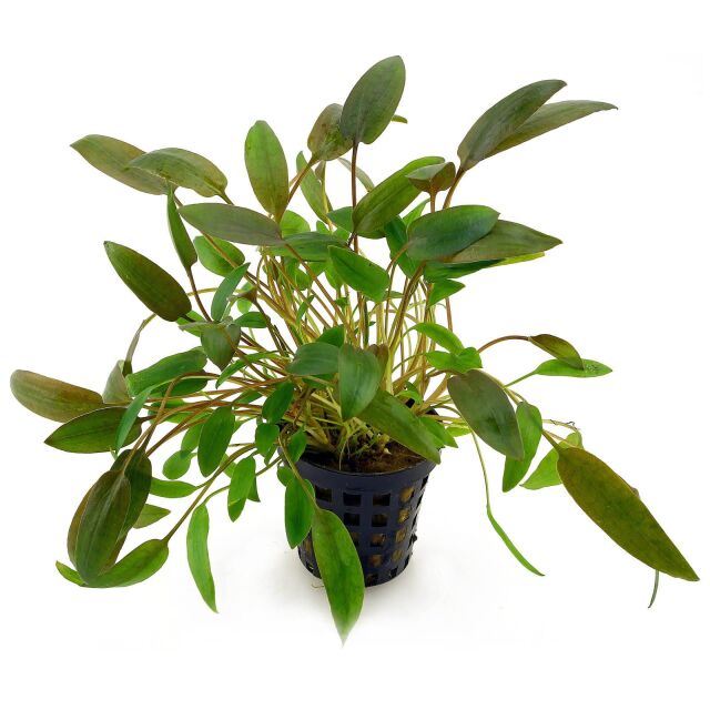 Cryptocoryne wendtii "braun"