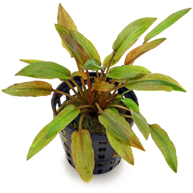 Cryptocoryne wendtii 'Florida Sunset'